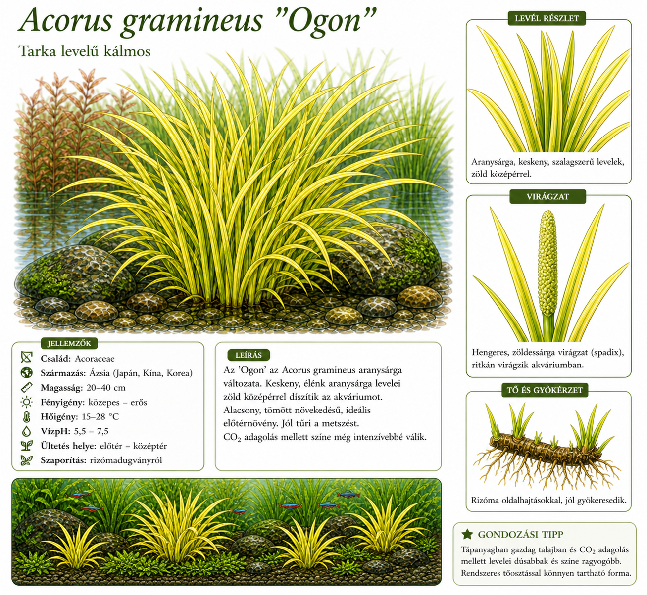 Acorus gramineus "Ogon"